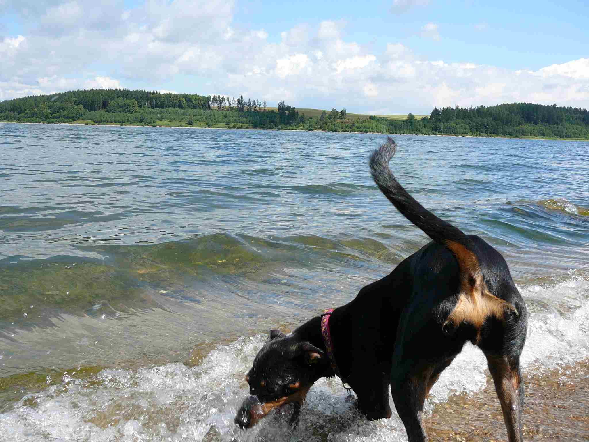 lochneská příšera.jpg